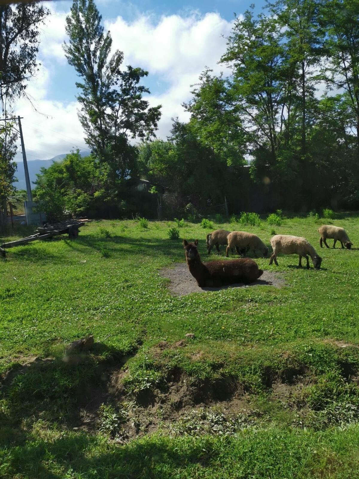 Holiday home Molina, Cerca De 7 Tazas, Campo Con Animales Y Piscina Desmontable *