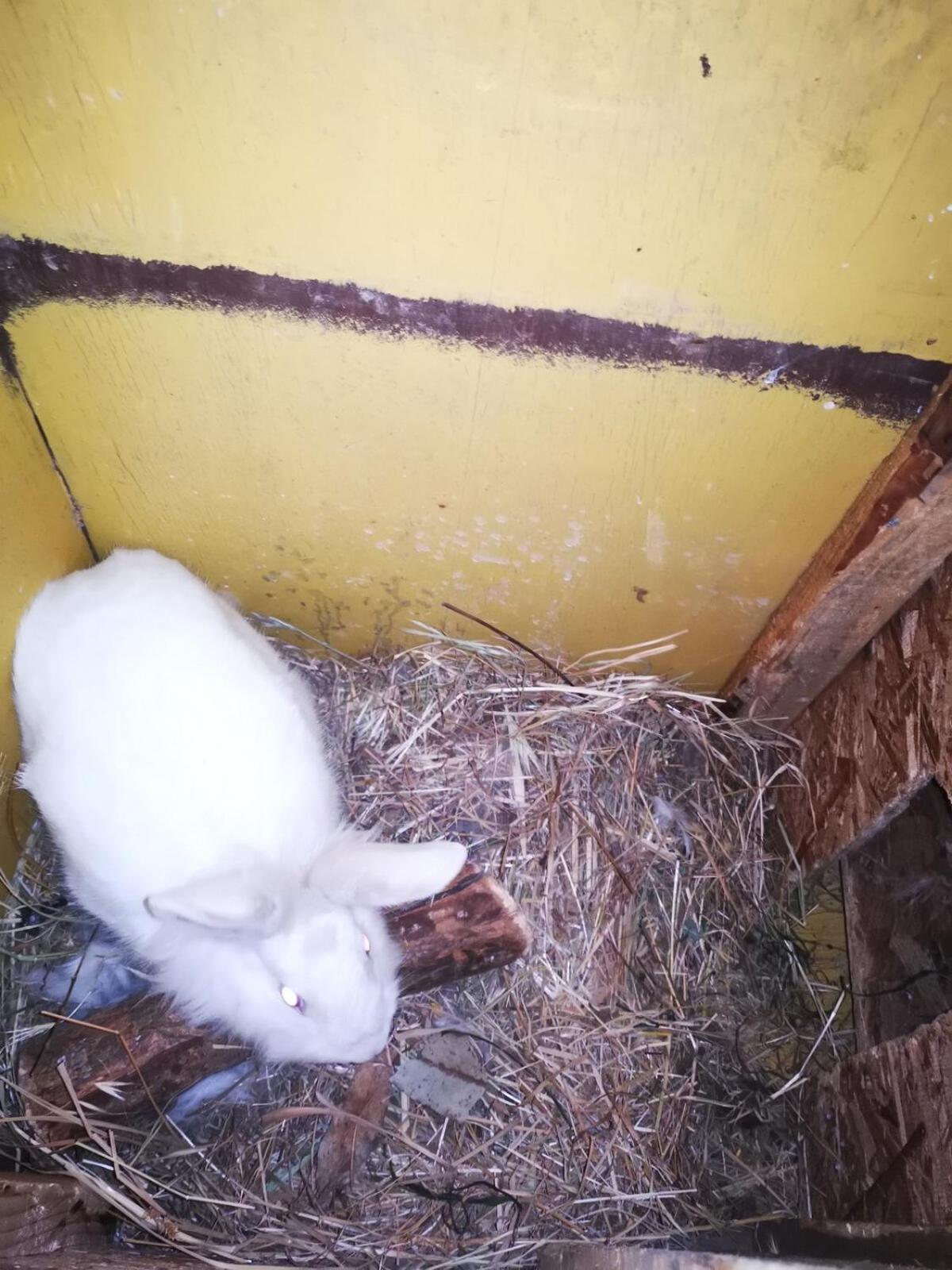 Molina, Cerca De 7 Tazas, Campo Con Animales Y Piscina Desmontable Holiday home Curico