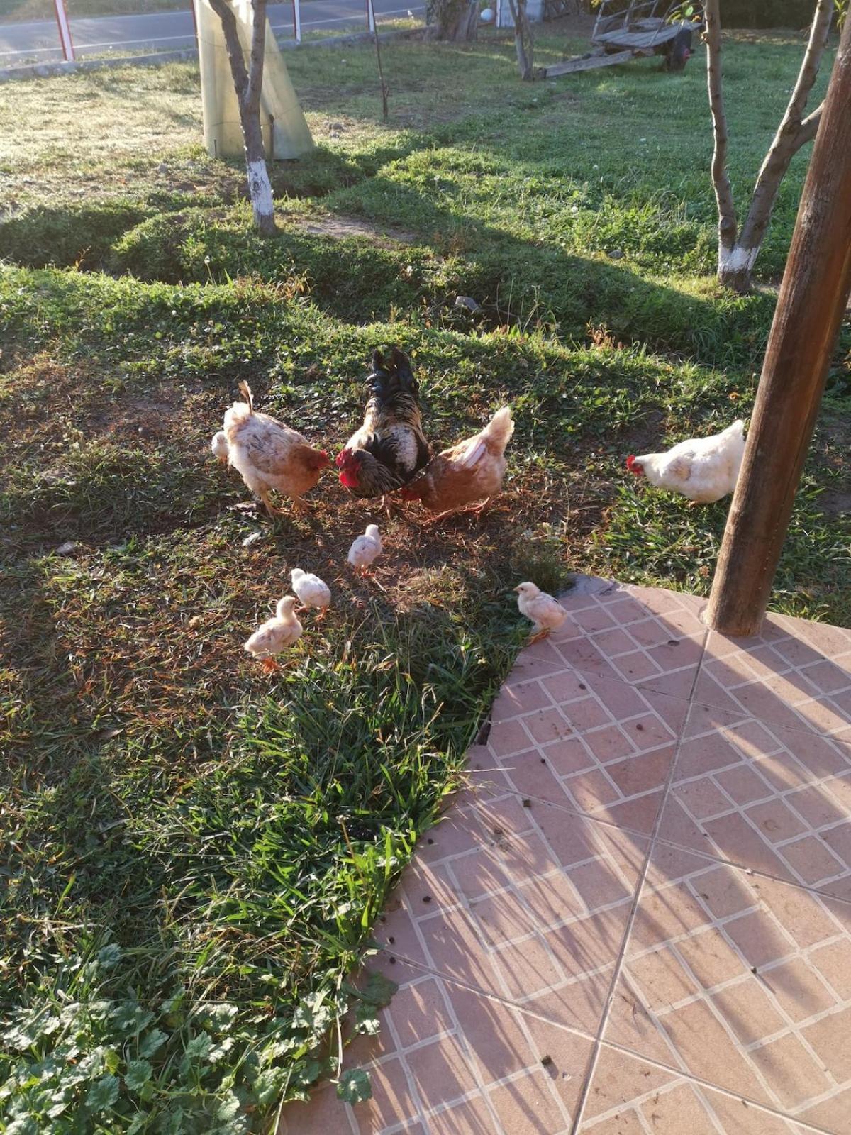 Molina, Cerca De 7 Tazas, Campo Con Animales Y Piscina Desmontable *