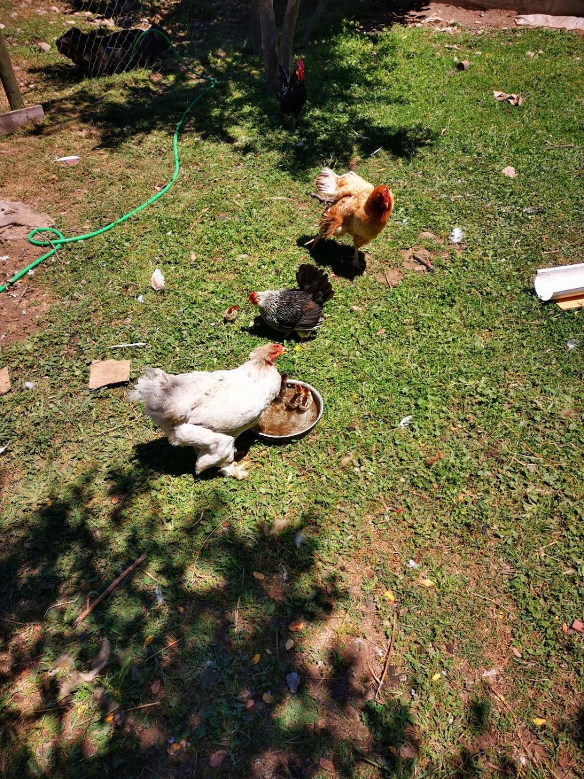 Holiday home Molina, Cerca De 7 Tazas, Campo Con Animales Y Piscina Desmontable Curico