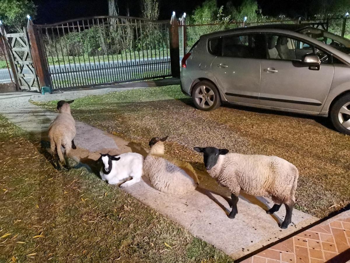 Molina, Cerca De 7 Tazas, Campo Con Animales Y Piscina Desmontable Curico